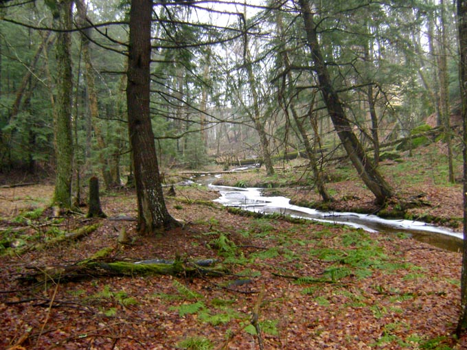 mazinaw lanark forest hemlock cedar